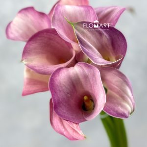 Calla Blushing Lady