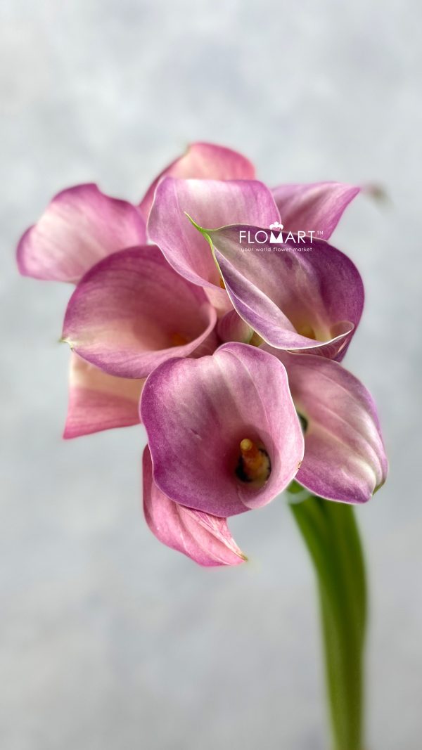 Calla Blushing Lady