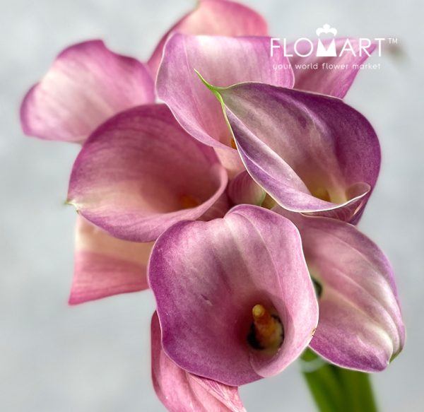 Calla Blushing Lady Zoom Calla Blushing Lady