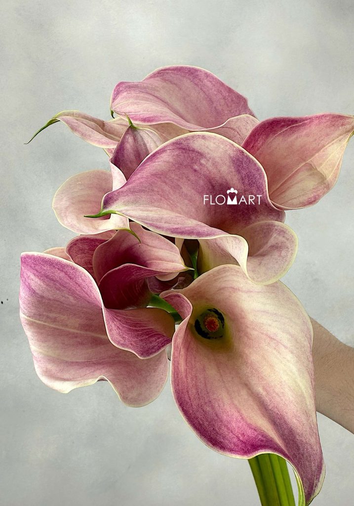 Calla Blushing Lady