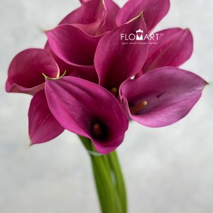 Calla Call Extase