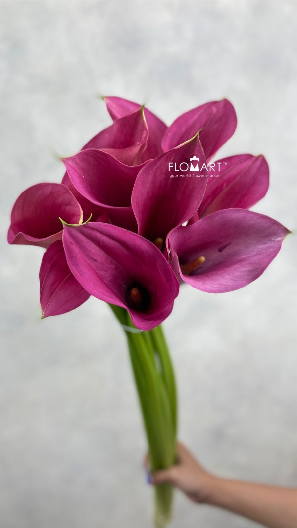 Calla Call Extase