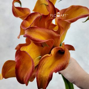 Calla Callista Zoom