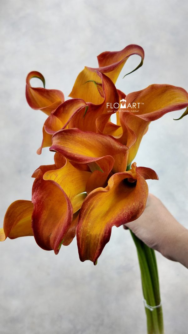 Calla Callista Zoom