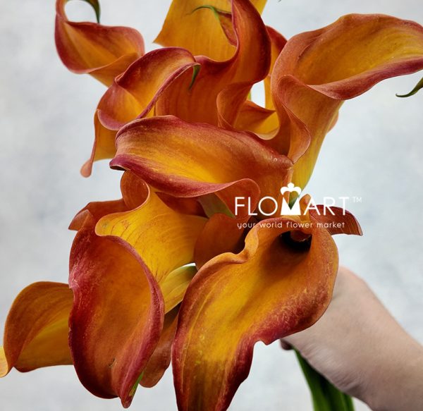 Calla Callista Zoom Calla Callista Zoom