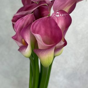 Calla Candy dream