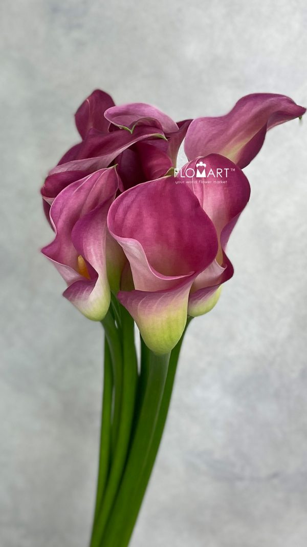 Calla Candy dream