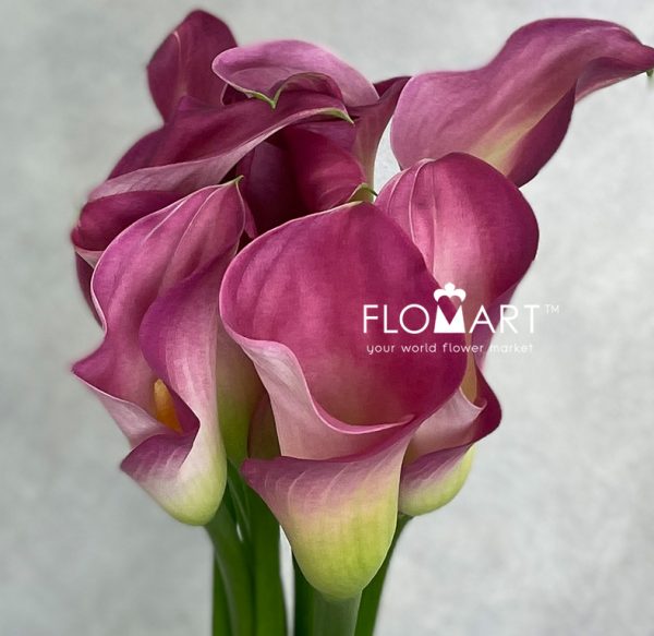 Calla Candy dream Zoom Calla Candy dream