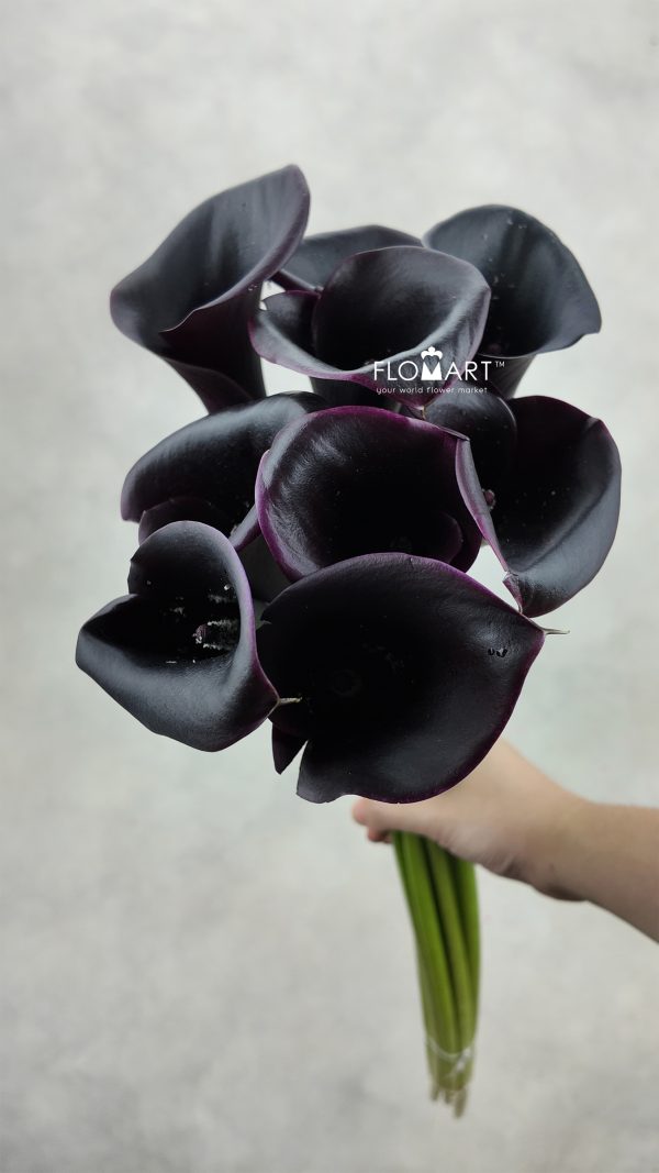 Calla Cantor