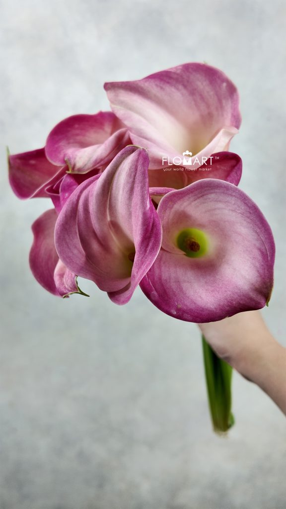 Calla Captain Alma