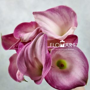 Calla Captain Alma