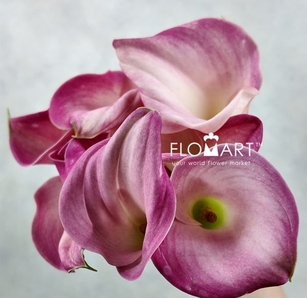Calla Captain Alma