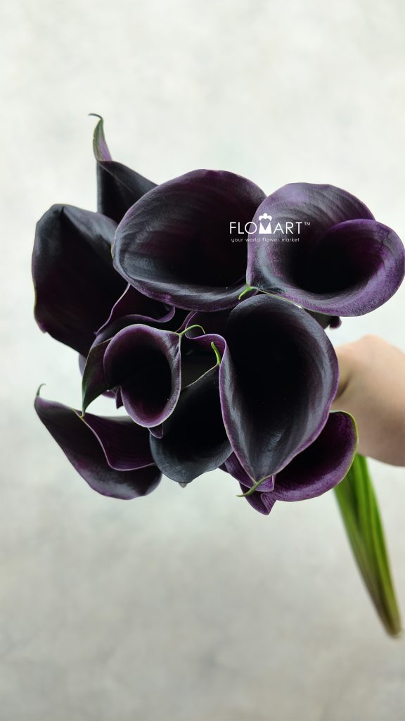 Calla Captain Beretta