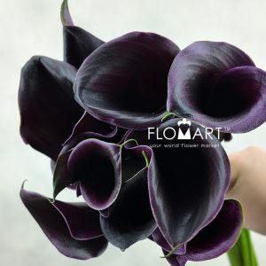 Calla Captain Beretta