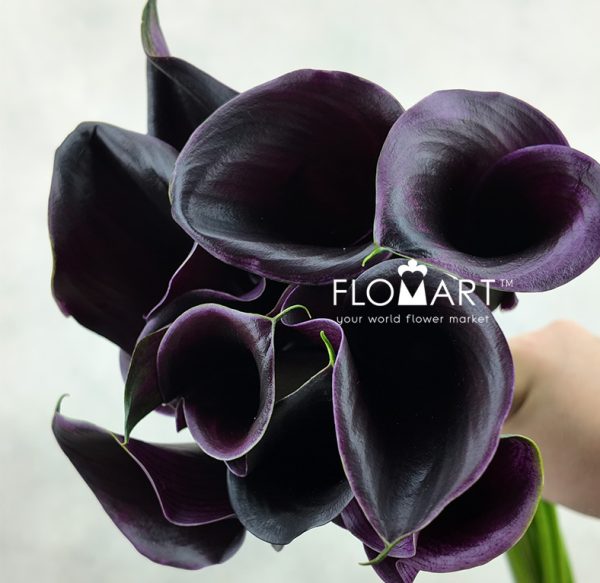 Calla Captain Beretta