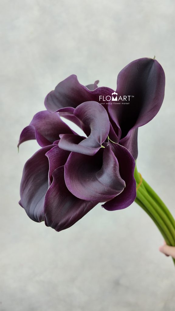 Calla Captain Carrera