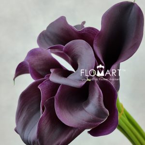 Calla Captain Carrera