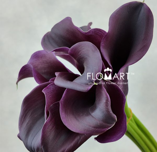 Calla Captain Carrera