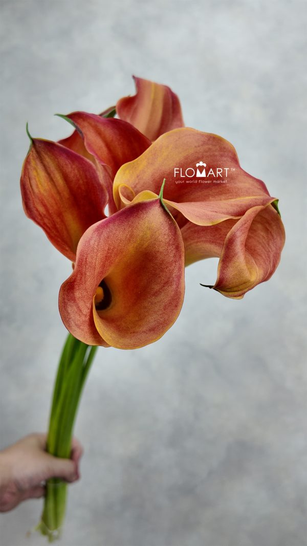 Calla Captain Odeon