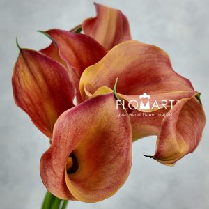 Calla Captain Odeon