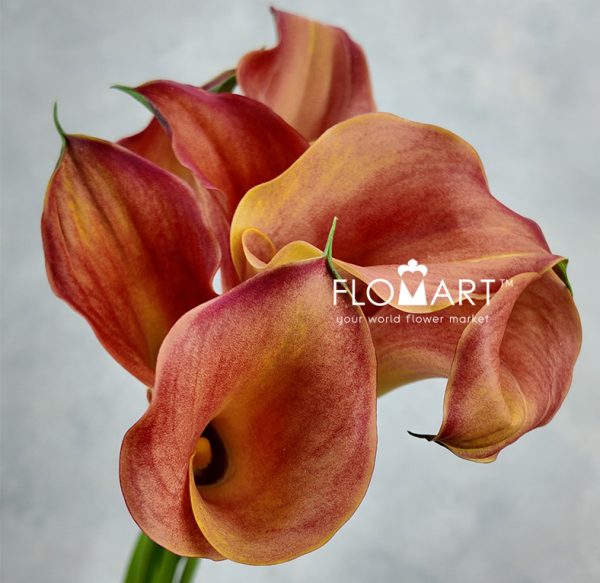 Calla Captain Odeon