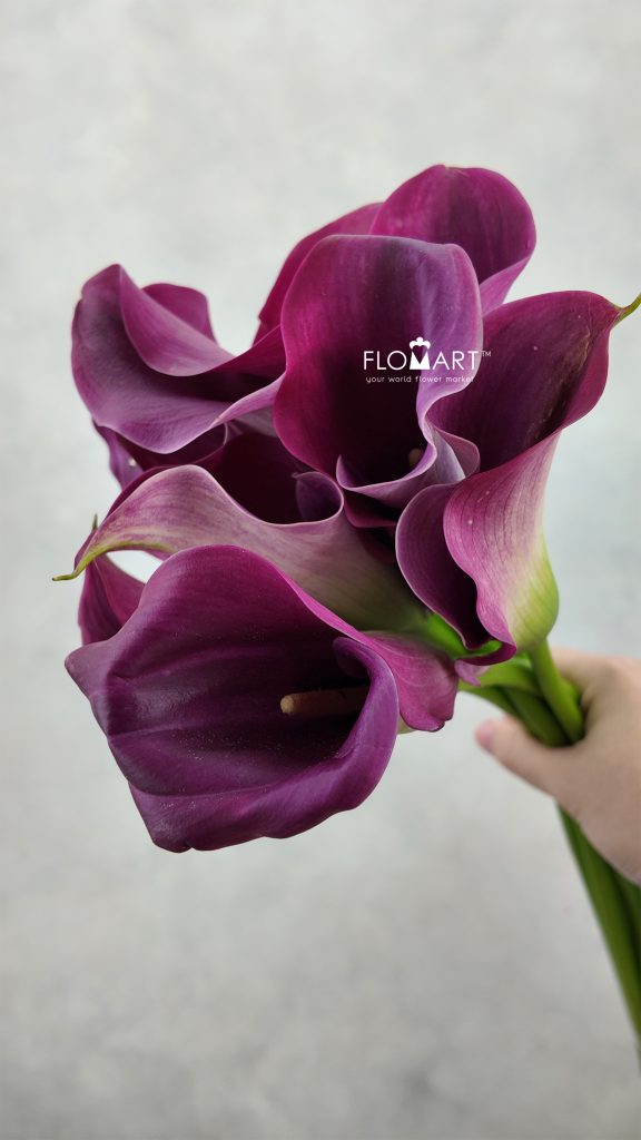 Calla Captain Promise
