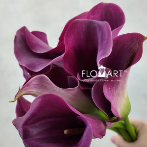 Calla Captain Promise
