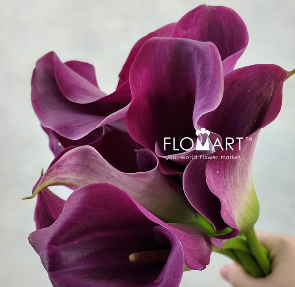 Calla Captain Promise