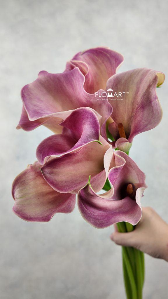 Calla Captain Romance