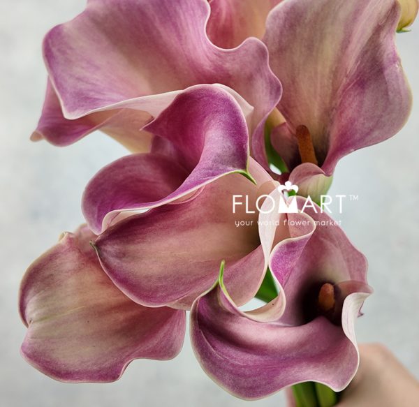 Calla Captain Romance