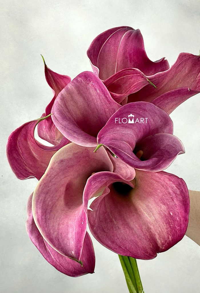Calla Captain Romance