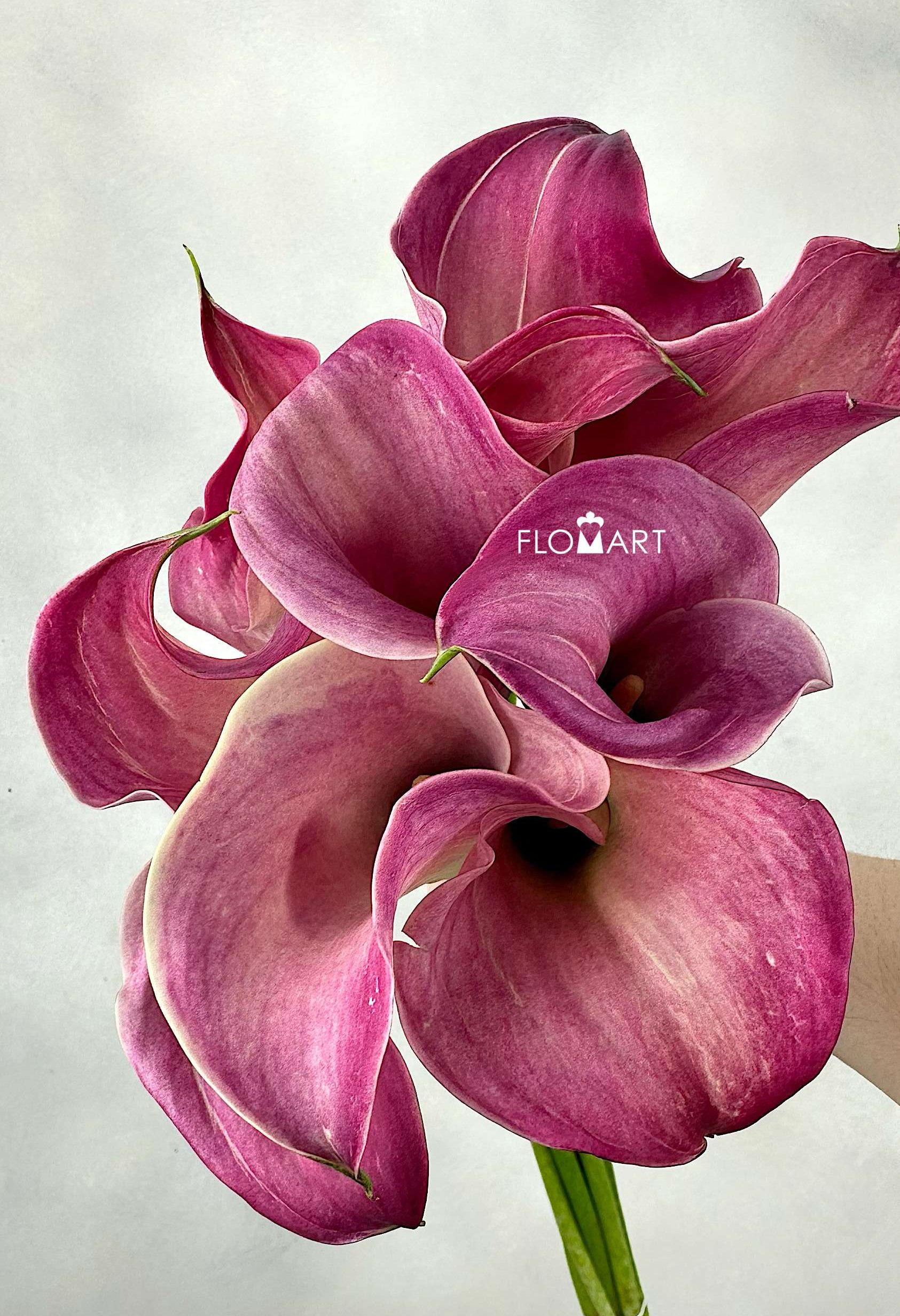 Calla Captain Romance - Image 1