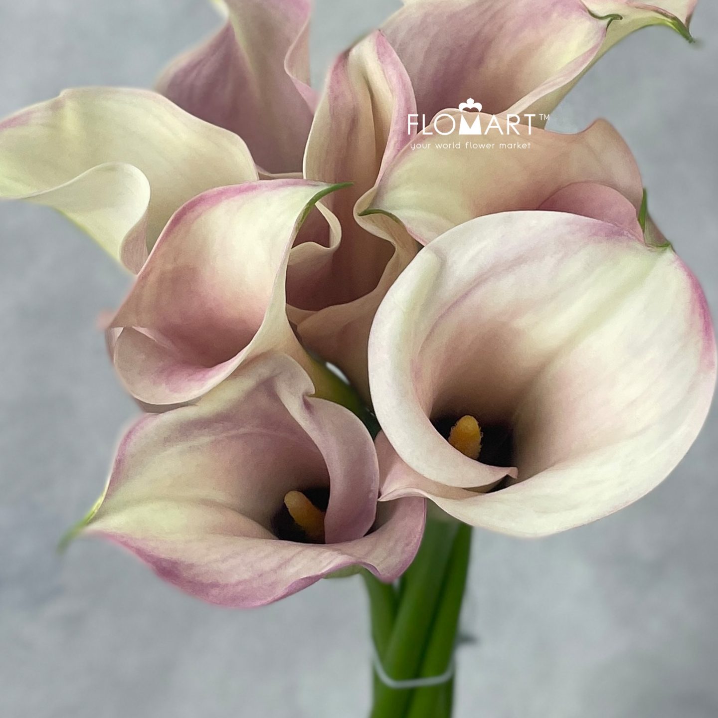 Calla Captain Rosette