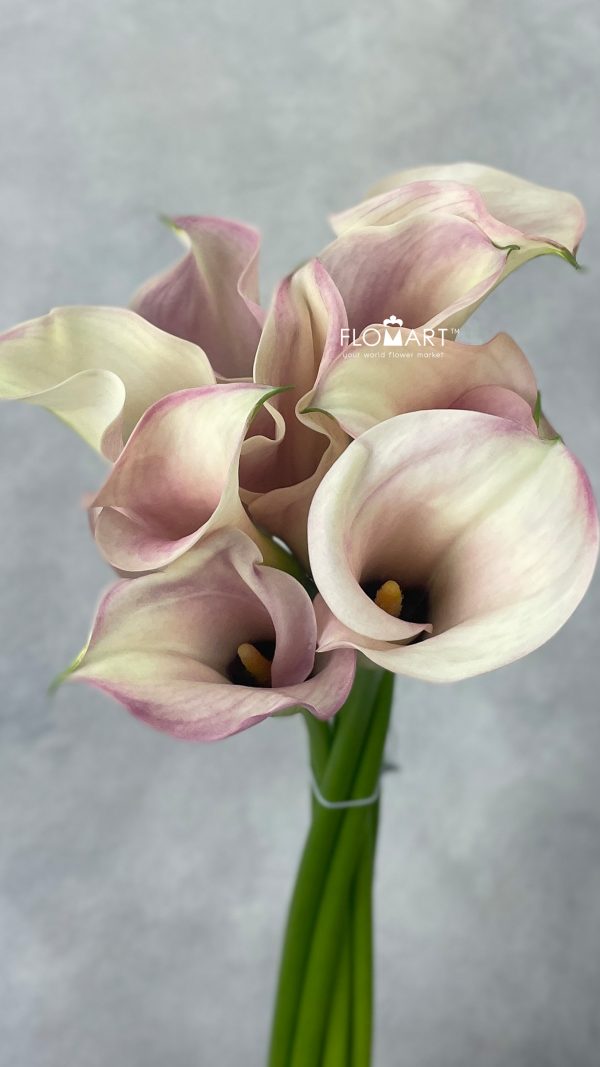 Calla Captain Rosette