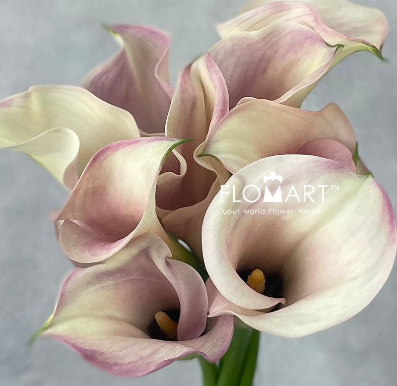 Calla Captain Rosette