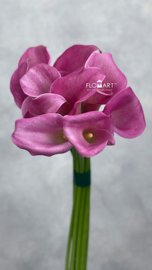 Calla Captain Samba