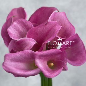 Calla Captain Samba