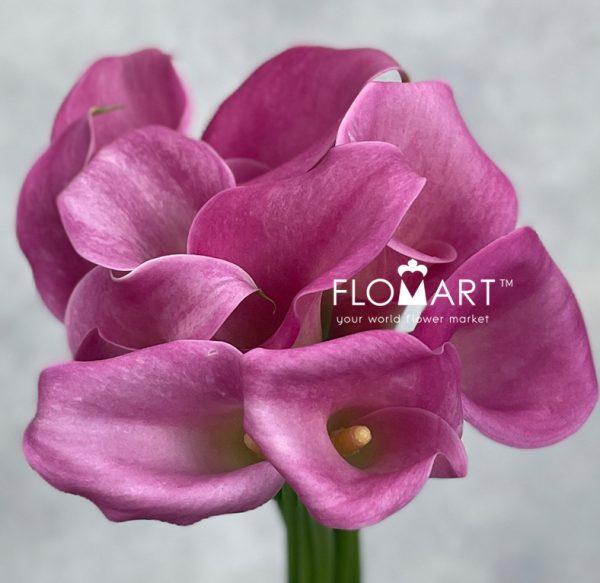 Calla Captain Samba