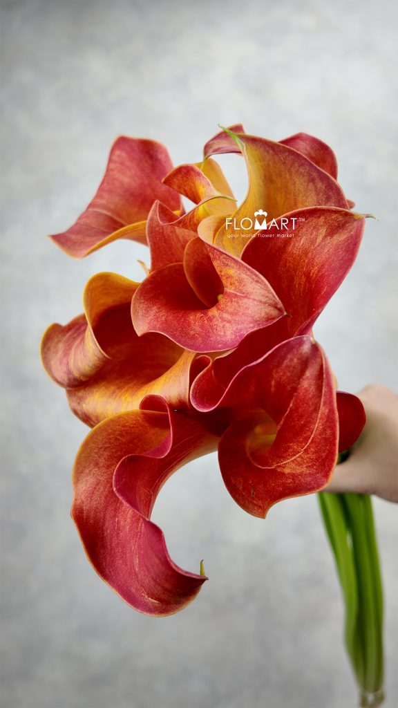 Calla Captain Trinity
