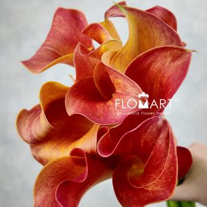 Calla Captain Trinity