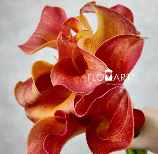 Calla Captain Trinity
