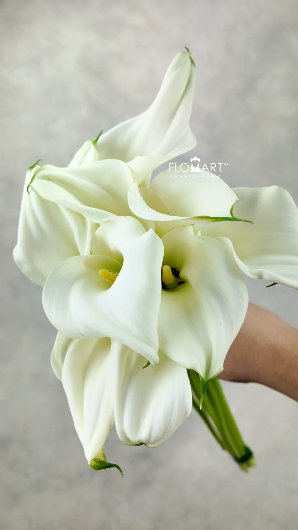 Calla Captain Ventura