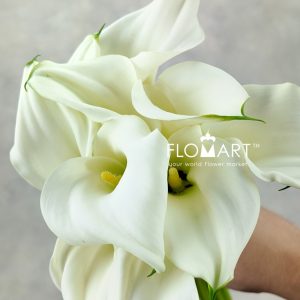 Calla Captain Ventura