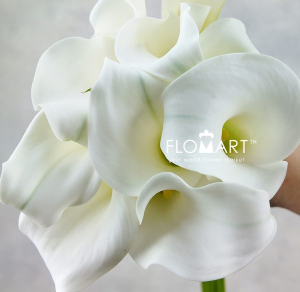 Calla Crystal Blush