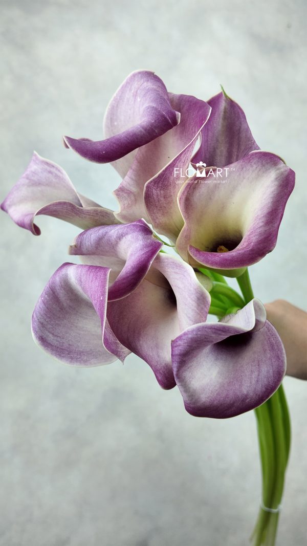 Calla Denver