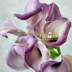 Calla Denver