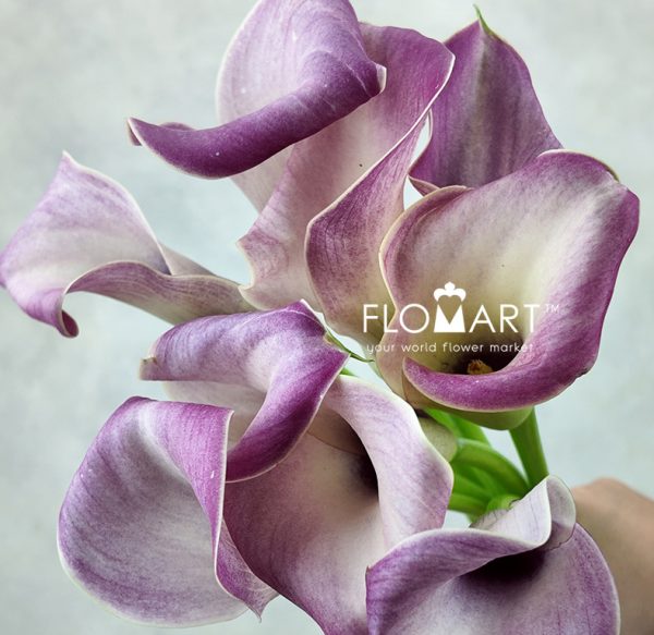 Calla Denver