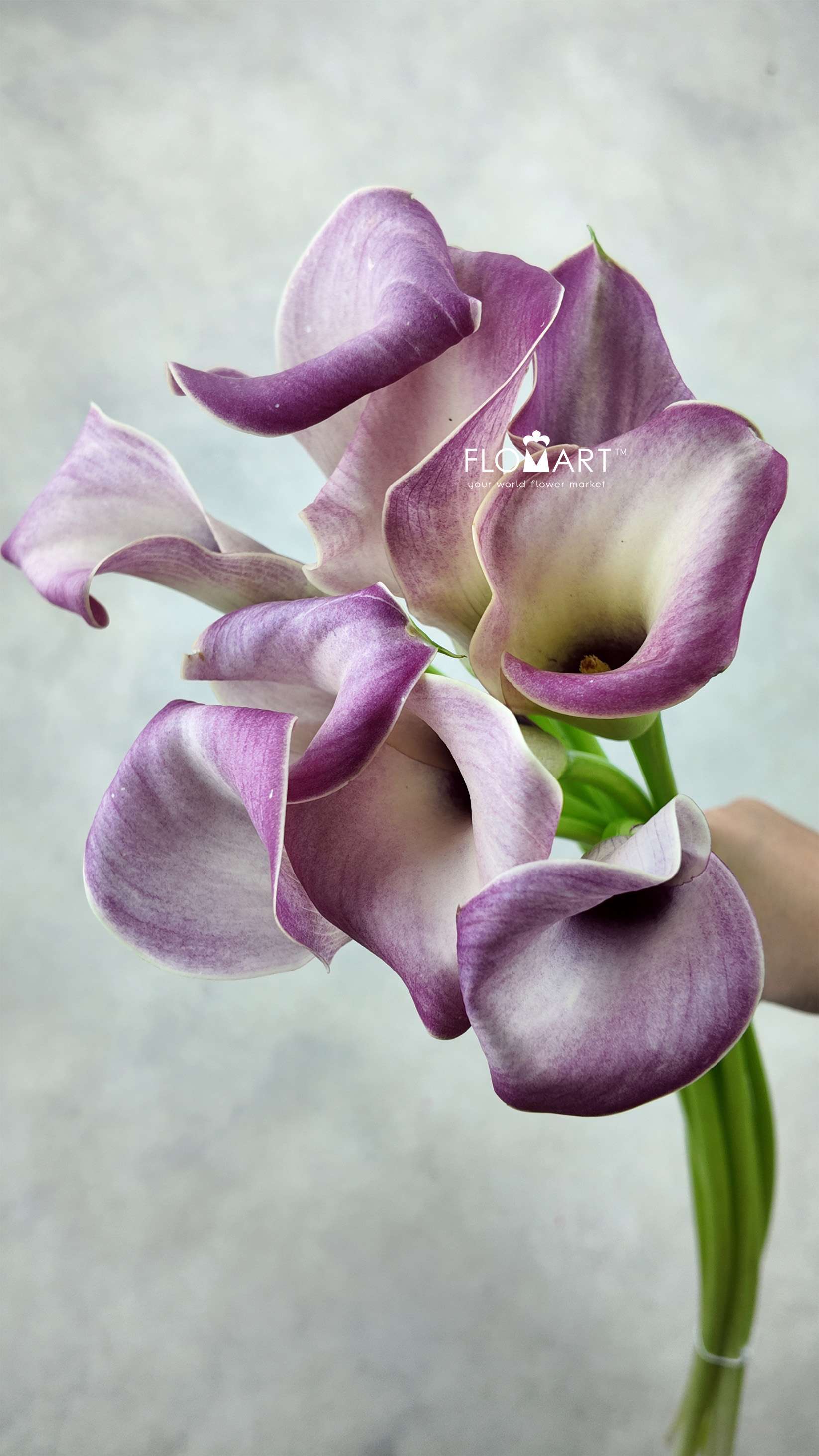 Calla Denver - Image 1