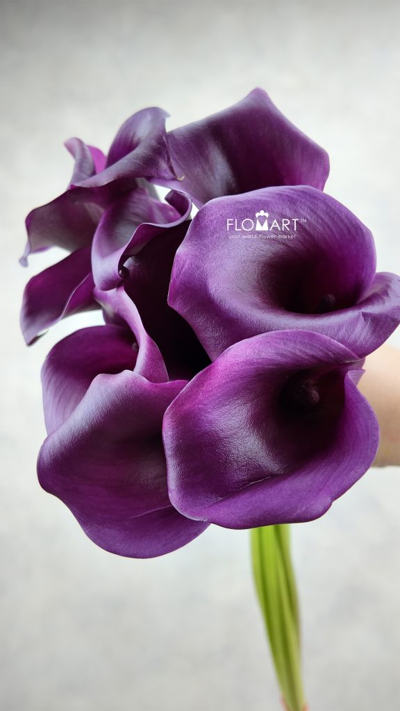 Calla Durban