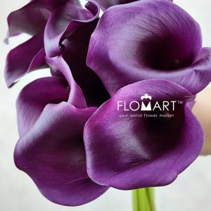 Calla Durban